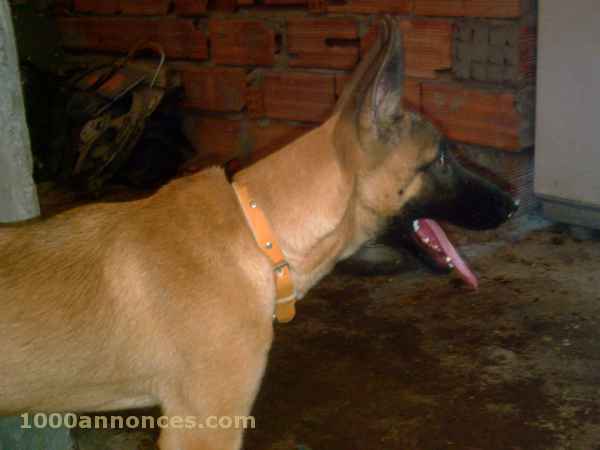 Animaux domestiques الحيوانات الأليفة